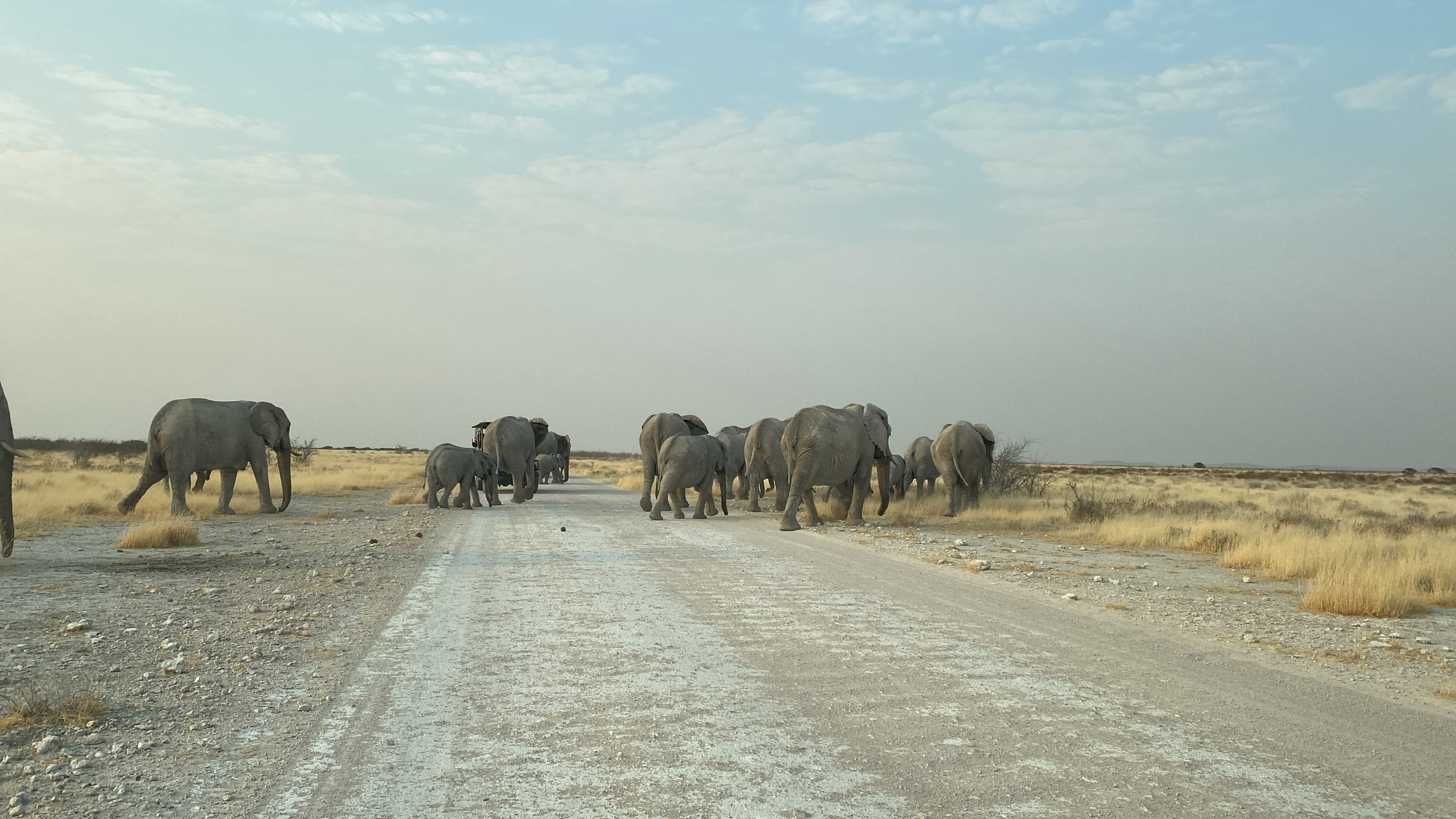 Elephant herd crossing dusty savanna road in Namibia